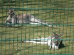 Le kangourou aussi reste imperturbable